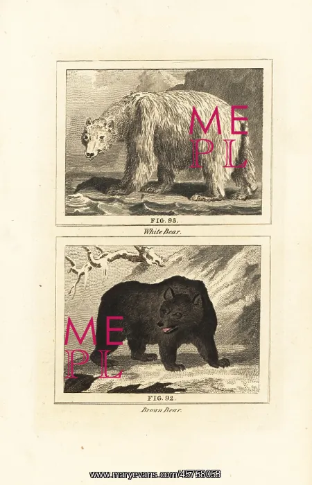 : Polar bear and brown bear : Polar bear and brown bear