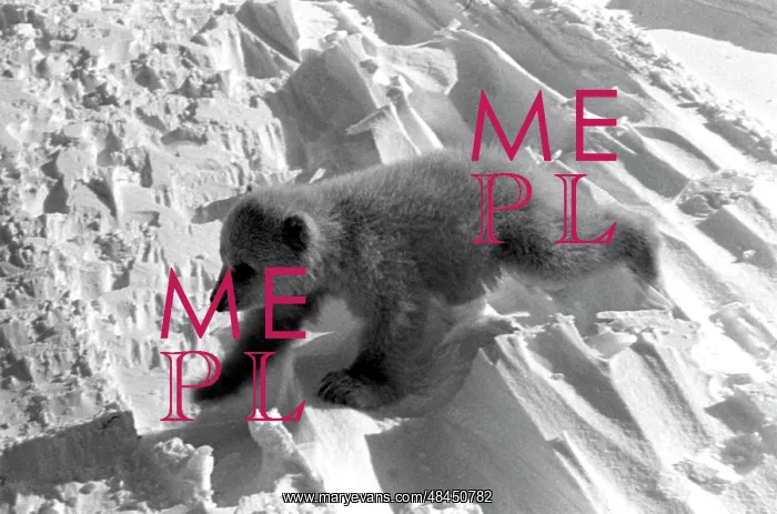 : Polar bear cub, 1973 : Polar bear cub, 1973