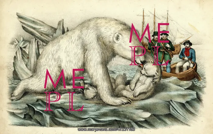 : POLAR BEAR & CUB : POLAR BEAR & CUB