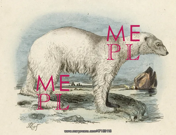  : POLAR BEAR / FRIES / 1837