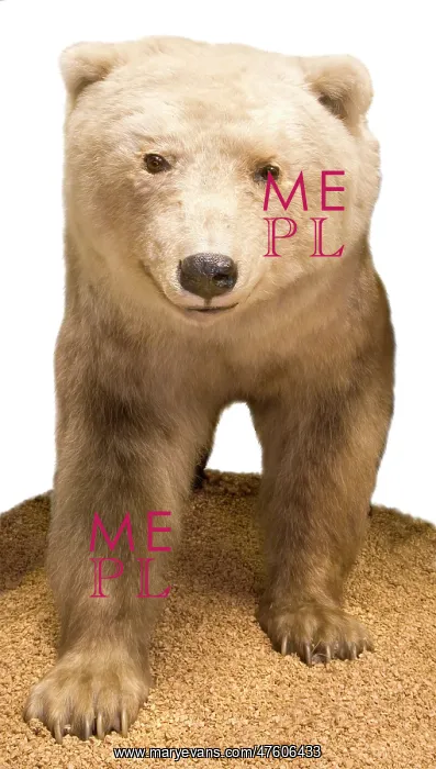 : Polar bear- Grizzly bear hybrid : Polar bear- Grizzly bear hybrid