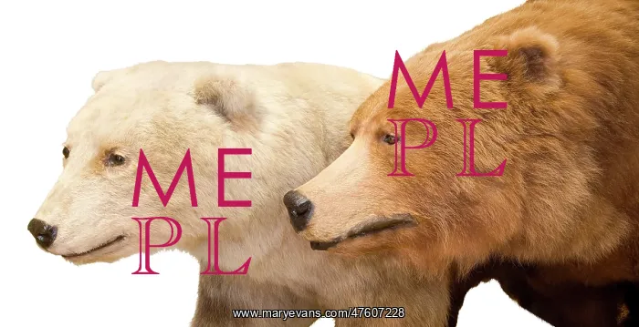 : Polar bear- Grizzly bear hybrid : Polar bear- Grizzly bear hybrid