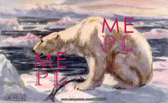  : Polar Bear on Ice