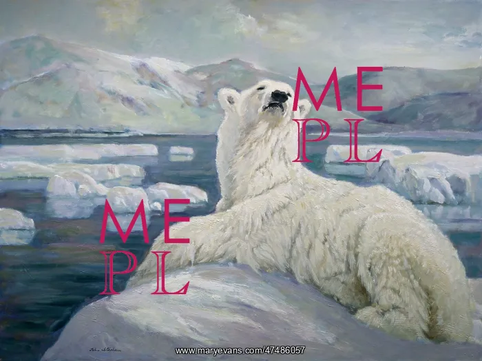  : Polar Bear ' on ice floes