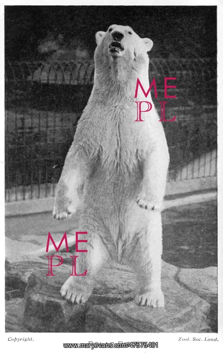  : A polar bear at London Zoo