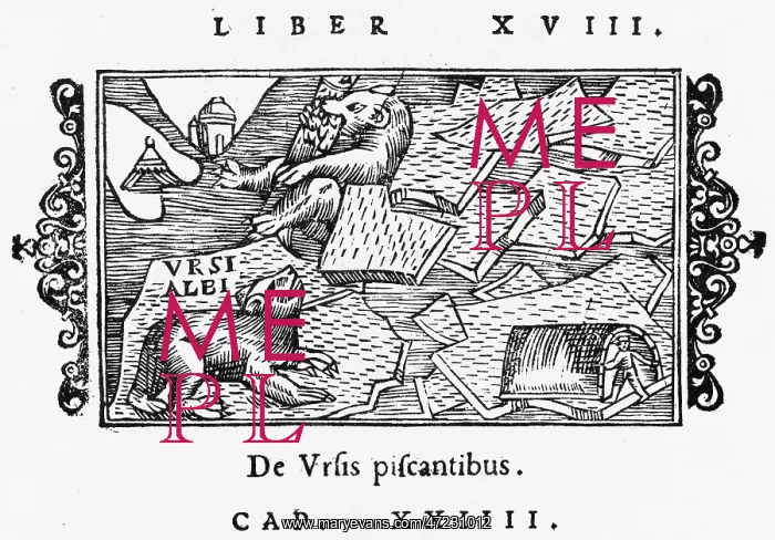 : POLAR BEAR / OLAUS MAGNUS : POLAR BEAR / OLAUS MAGNUS