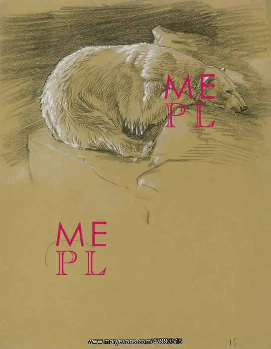 : Polar Bear resting head on a rock