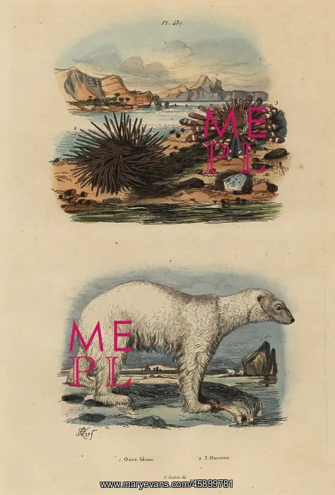 : Polar bear and sea urchins : Polar bear and sea urchins