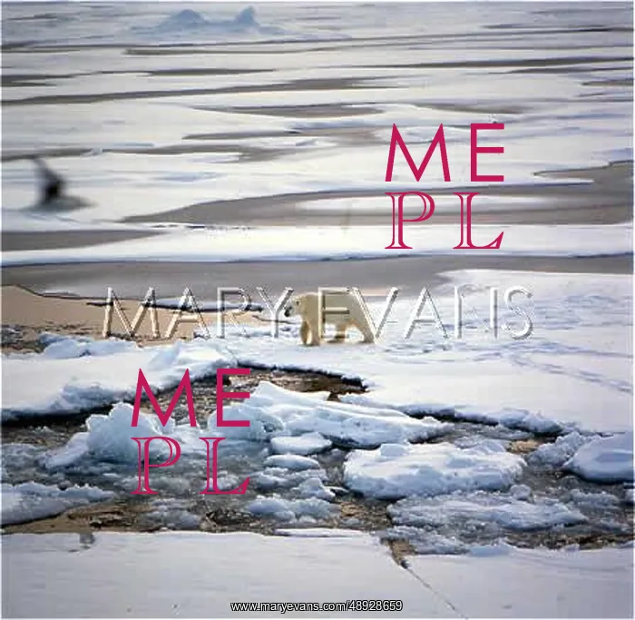 : POLAR BEAR / SVALBARD : POLAR BEAR / SVALBARD