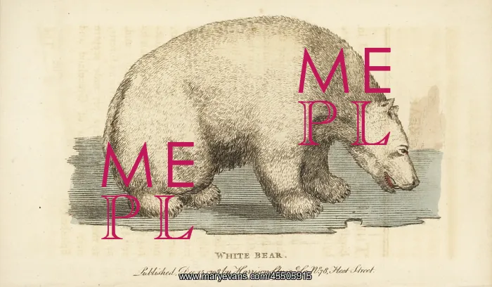 : Polar bear, Ursus maritimus : Polar bear, Ursus maritimus