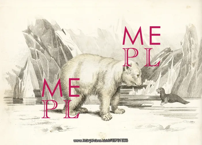 : Polar bear, Ursus maritimus : Polar bear, Ursus maritimus