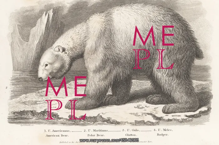 : Polar bear, Ursus maritimus, on an ice floe : Polar bear, Ursus maritimus, on an ice floe