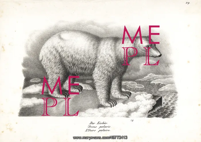 : Polar bear, Ursus maritimus. Vulnerable : Polar bear, Ursus maritimus. Vulnerable