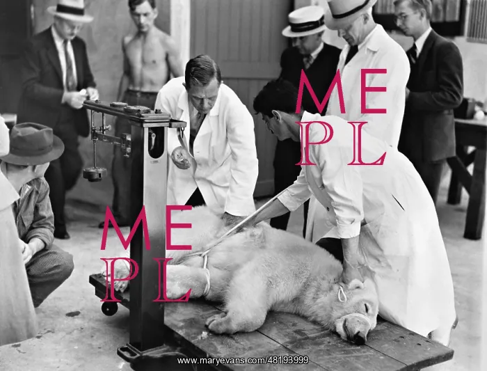 : A polar bear is weighed, 1937 : A polar bear is weighed, 1937