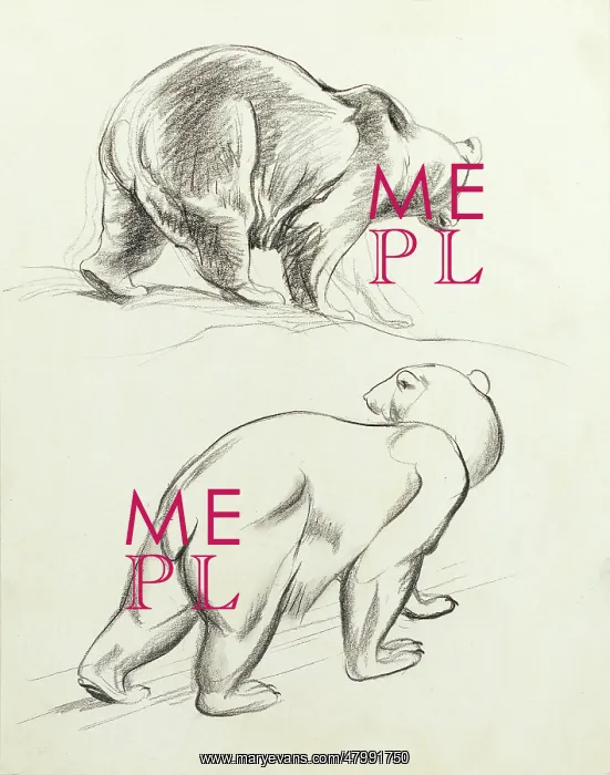  : Polar bears