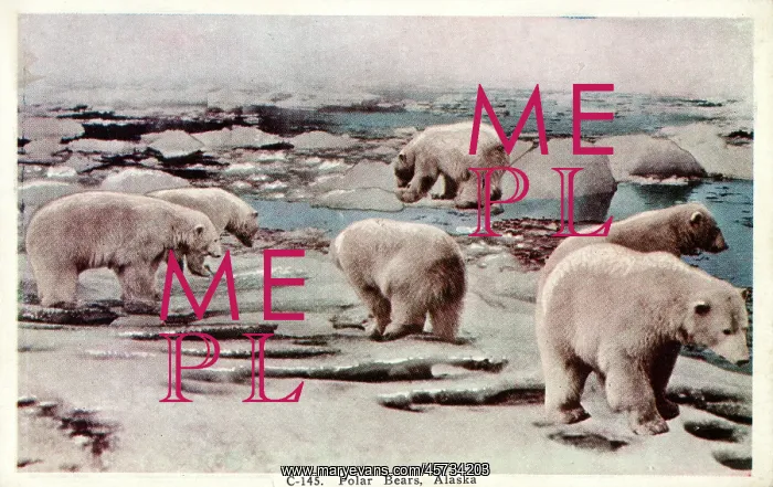  : Polar Bears in Alaska, USA