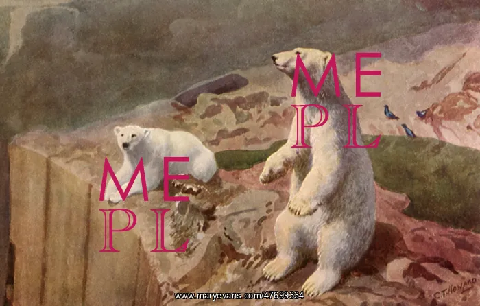  : Polar Bears at Edge
