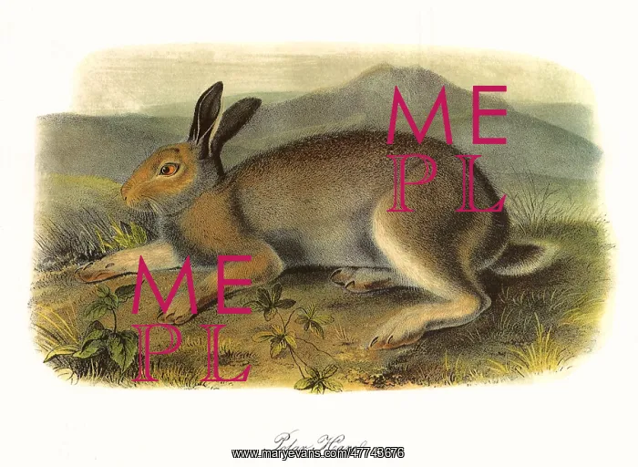  : Polar Hare in Summer