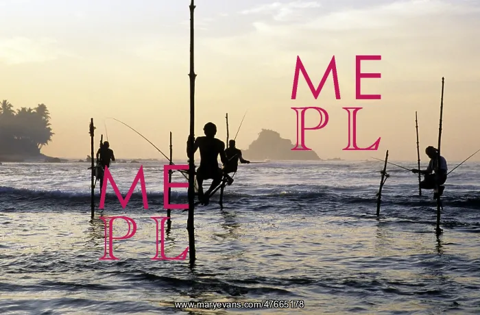 : Pole fishermen, Sri Lanka - 2 : Pole fishermen, Sri Lanka - 2