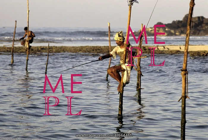 : Pole fishermen, Sri Lanka - 6 : Pole fishermen, Sri Lanka - 6