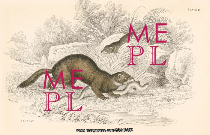 : Polecat (Mustela putorius), member of the Weasel : Polecat (Mustela putorius), member of the Weasel