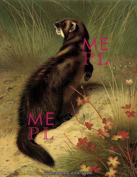  : Polecat, Putorius putorius