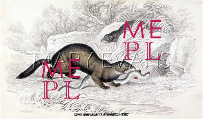  : POLECAT & SNAKE 1835
