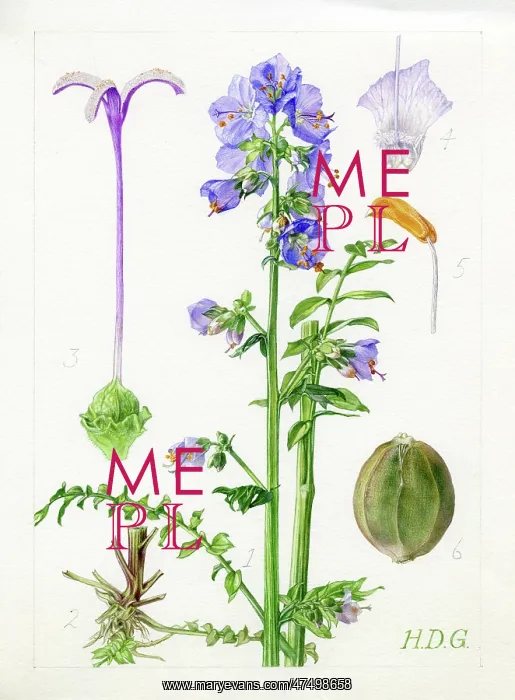 : Polemonium caeruleum - Jacob's ladder : Polemonium caeruleum - Jacob's ladder