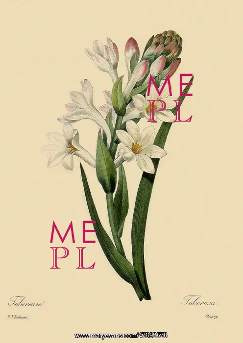 : Polianthes tuberosa : Polianthes tuberosa