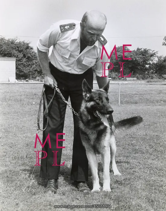 : Police dog handler and dog, Camborne, Cornwall : Police dog handler and dog, Camborne, Cornwall