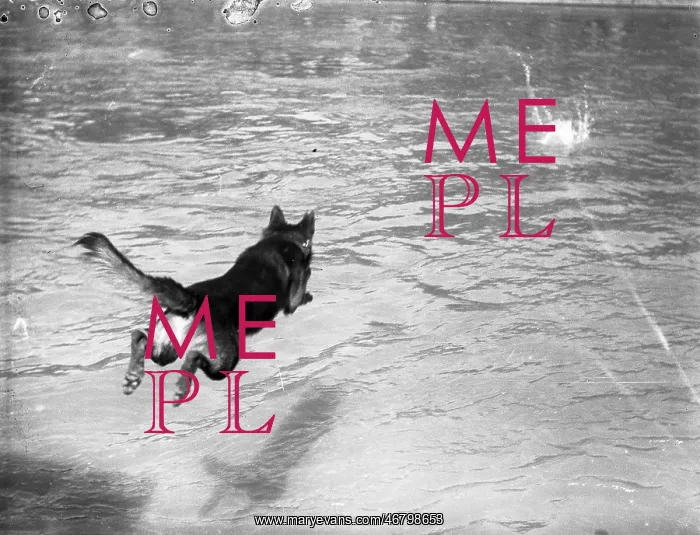 : Police dog jumping into the water : Police dog jumping into the water