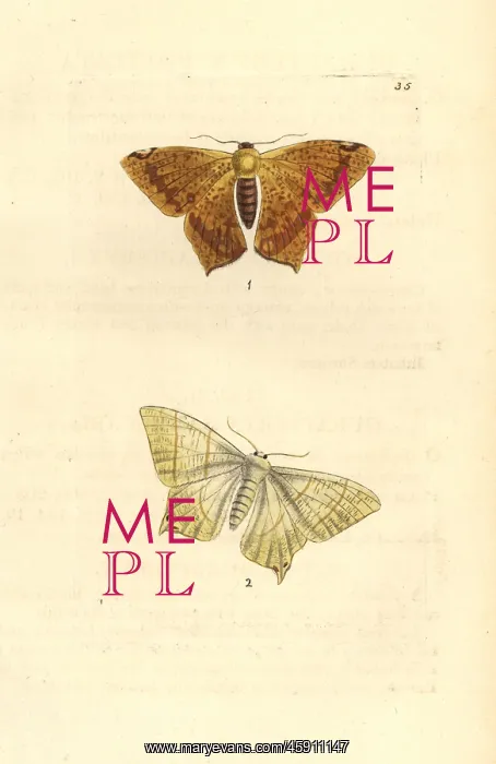 : Polished ourapteryx and swallow-tailed moth : Polished ourapteryx and swallow-tailed moth