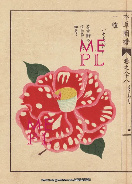 : Polka-dot camellia, Iso arashi, Thea japonica Nois Forma : Polka-dot camellia, Iso arashi, Thea japonica Nois Forma