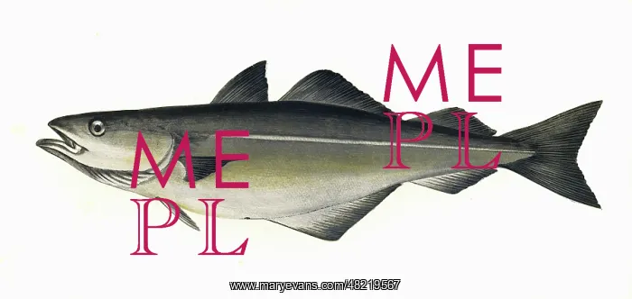 : Pollachius virens, or Coalfish : Pollachius virens, or Coalfish