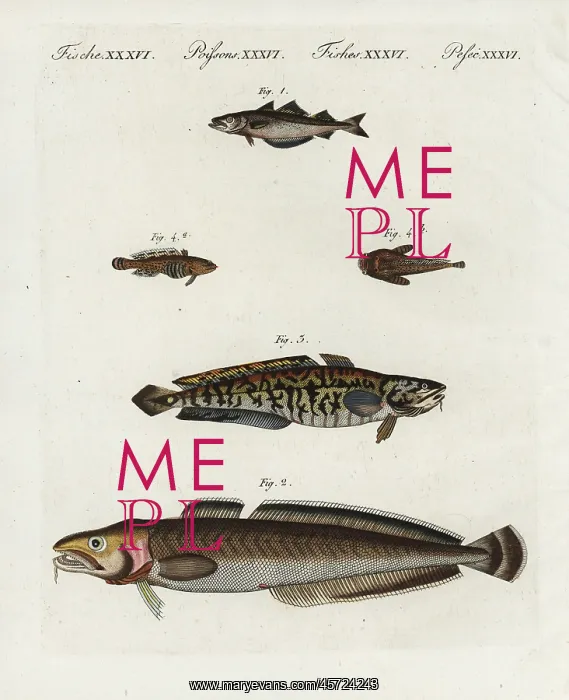 : Pollack, ling, burbot and oyster toadfish : Pollack, ling, burbot and oyster toadfish