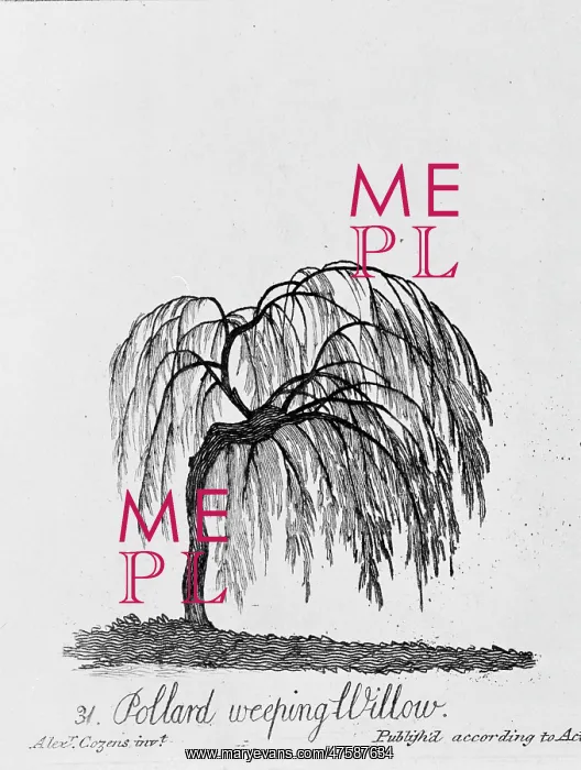  : Pollard Weeping Willow