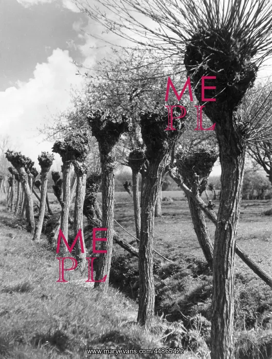 : POLLARD WILLOWS : POLLARD WILLOWS