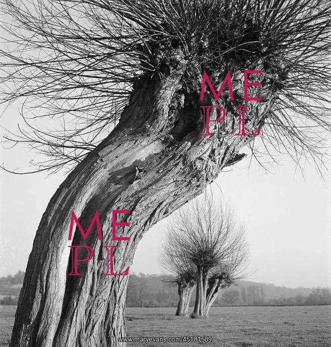 : Trees. A pollarded tree with curved trunk in a field : Trees. A pollarded tree with curved trunk in a field