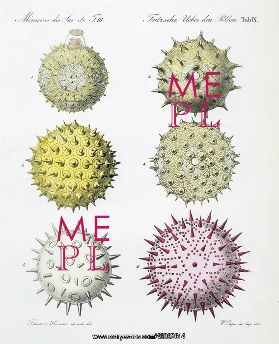 : Pollen grains from various plants : Pollen grains from various plants
