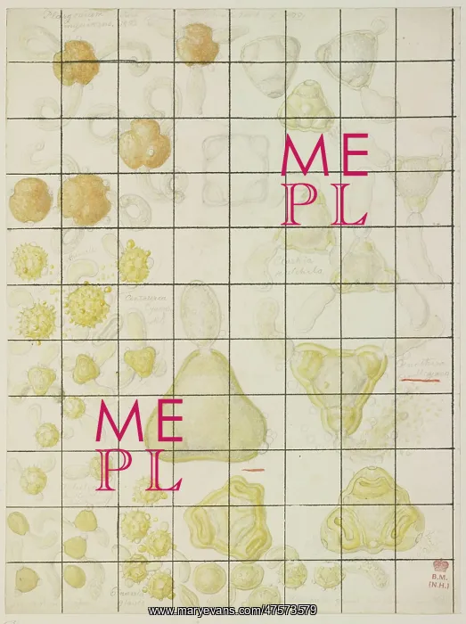 : Pollen sketch by Francis Bauer : Pollen sketch by Francis Bauer