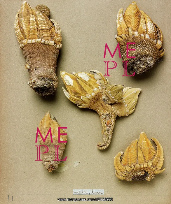: Pollicipes mitella : Pollicipes mitella