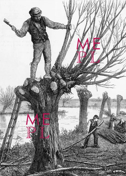 : POLLING A WILLOW 1873 : POLLING A WILLOW 1873