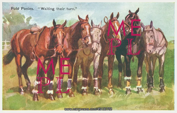 : Polo Ponies : Polo Ponies