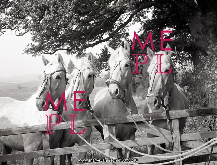  : Polo pony foals