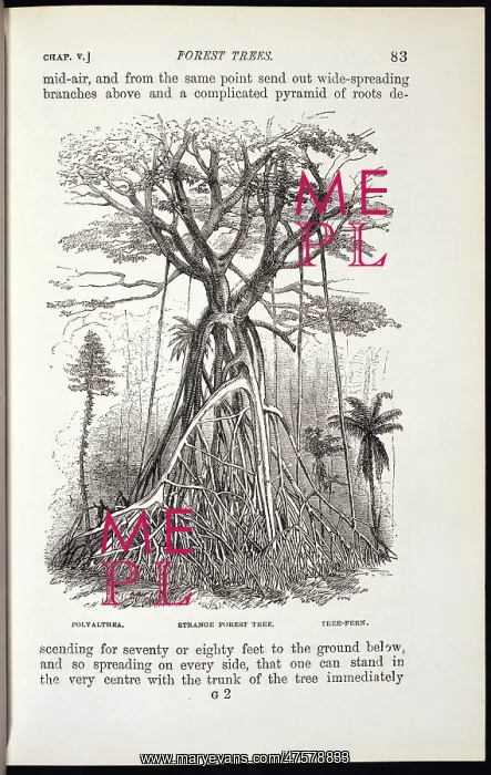 : Polyalthea - Strange Forest Tree - Tree Fern : Polyalthea - Strange Forest Tree - Tree Fern