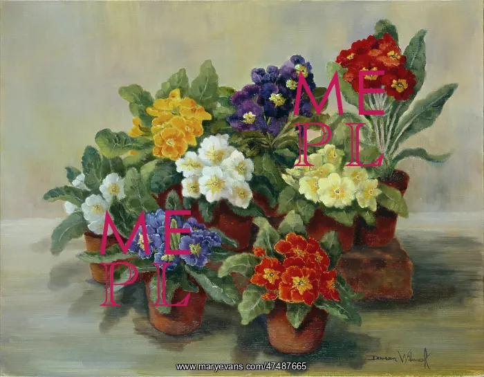 : Polyanthus ' coloured polyanthus flowers