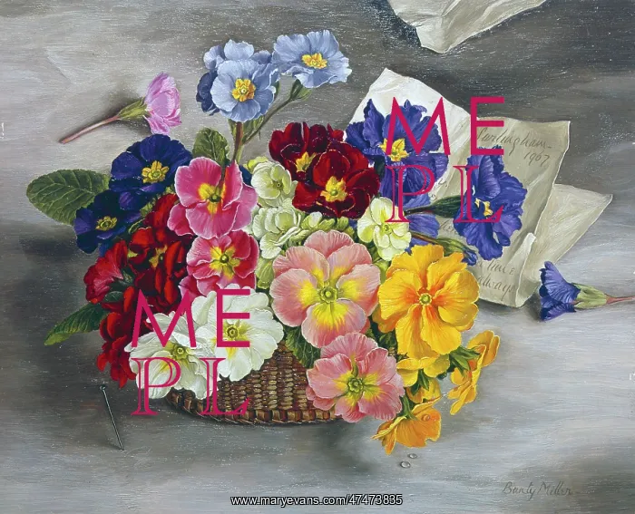 : Polyanthus ' flowers in a basket : Polyanthus ' flowers in a basket