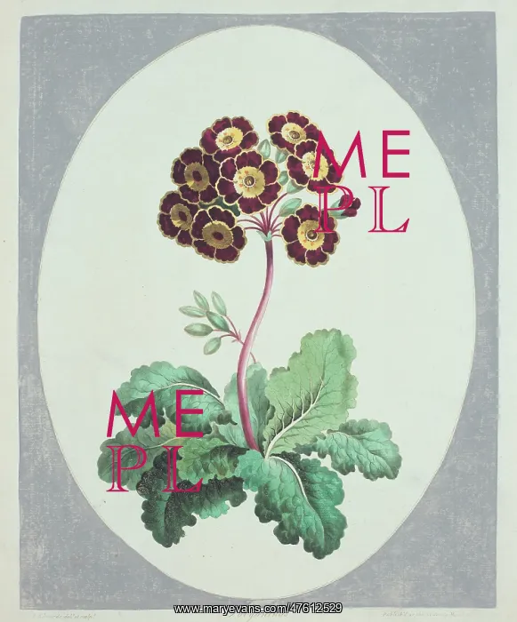  : Polyanthus sp. primrose