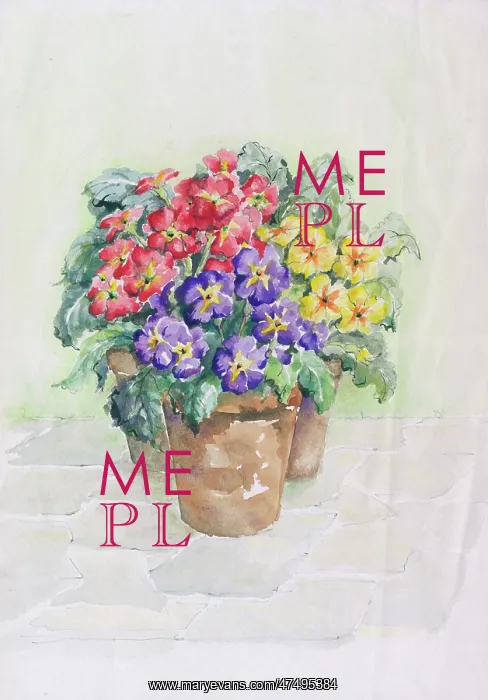 : Polyanthus in terracotta flower pots : Polyanthus in terracotta flower pots