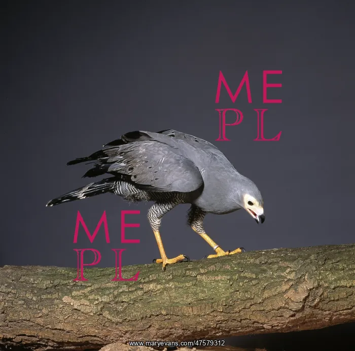 : Polyboroides typus, African harrier-hawk : Polyboroides typus, African harrier-hawk
